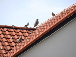 Как защитить кровлю от птиц: практичный гид для дома и двора