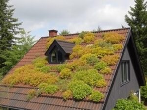 Кровельные решения для домов с зелёной крышей и растениями
